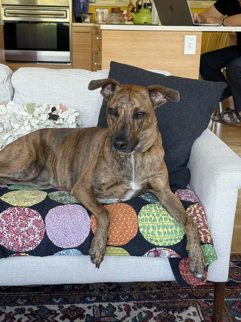 An adult medium-sized male Mixed Breed dog named Bingo for adoption in Whitewater, WI