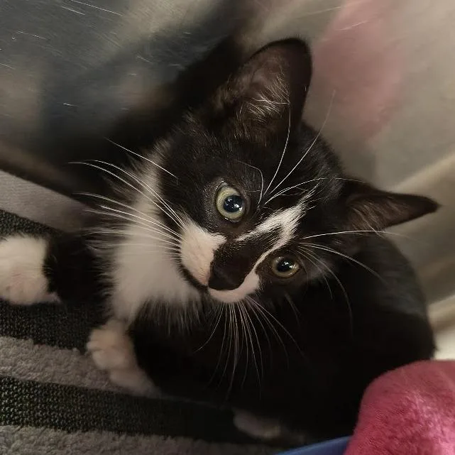 A baby small-sized male Black Domestic Short Hair cat named Devon for adoption in Springfield, MA