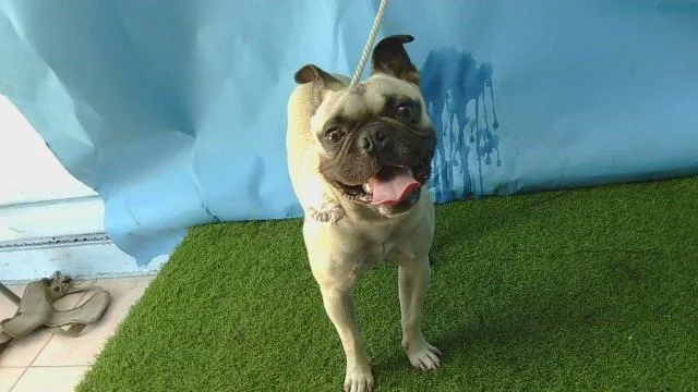 An adult small-sized male Pug dog named Mugsy for adoption in Gardena, CA