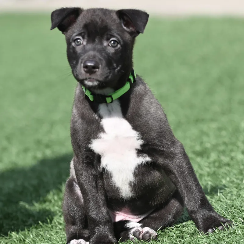 A baby medium-sized male Black German Shepherd Dog dog named Sage for adoption in Libertyville, IL