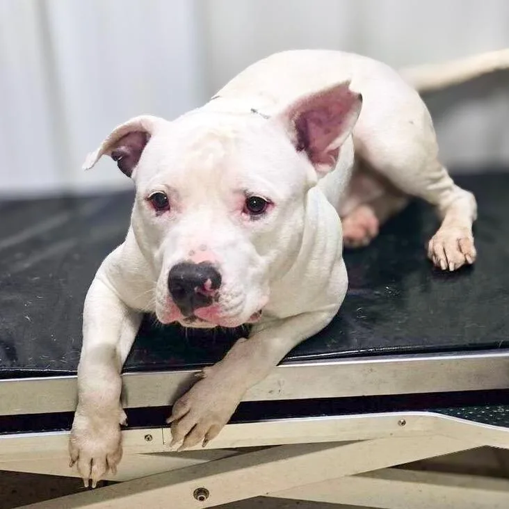 An adult medium-sized male White / Cream Mixed Breed dog named Happy Feet for adoption in Springboro, OH