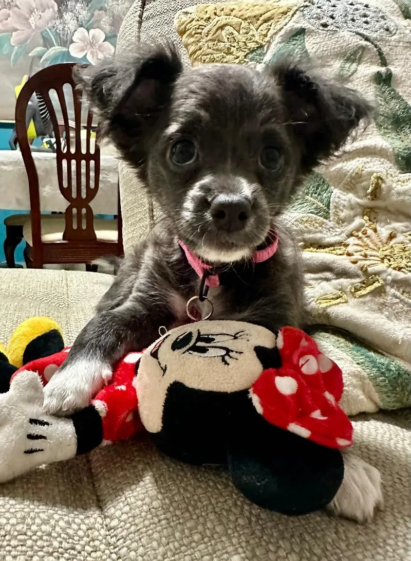 A baby small-sized female Papillon dog named Nina for adoption in Warren, NJ
