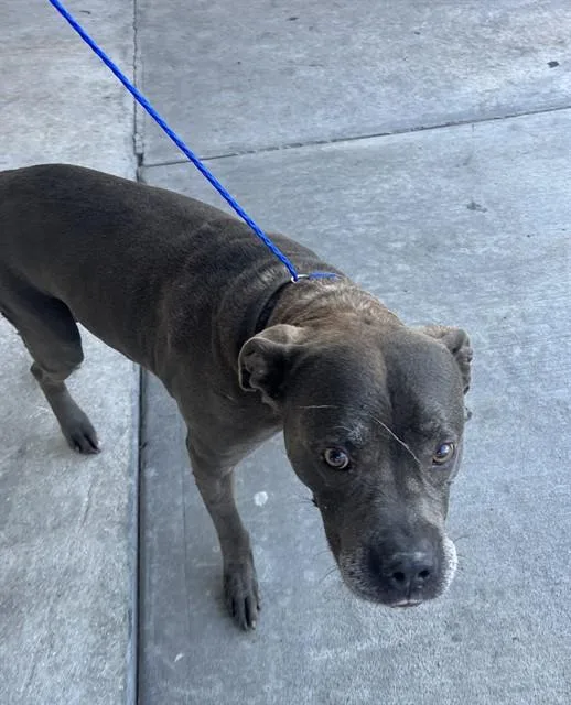 An adult large-sized male Pit Bull Terrier dog named Mark for adoption in Miami, FL