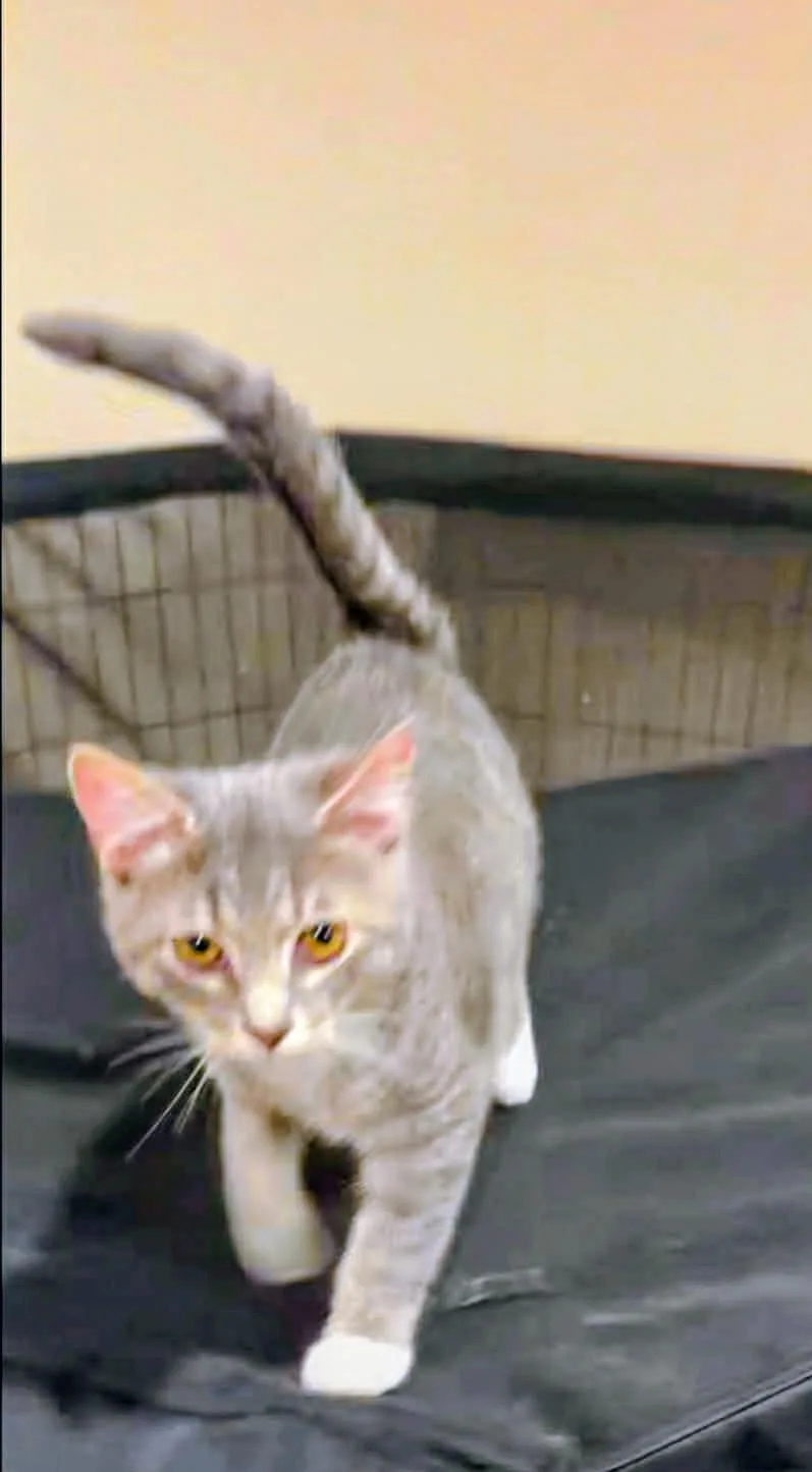 A baby small-sized male Tabby (Gray / Blue / Silver) Domestic Short Hair cat named Tom for adoption in Syosset, NY