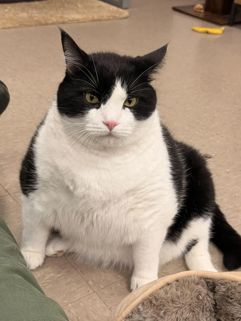 An adult extra large-sized male Black & White / Tuxedo American Shorthair cat named Socks for adoption in Maidens, VA