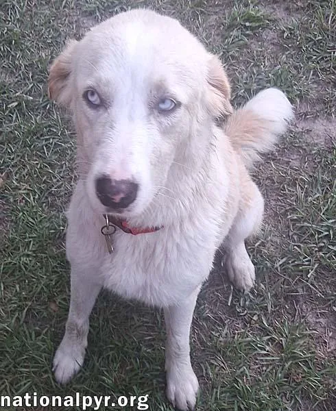A young medium-sized female White / Cream Great Pyrenees dog named Maggie June in LA for adoption in Beacon, NY