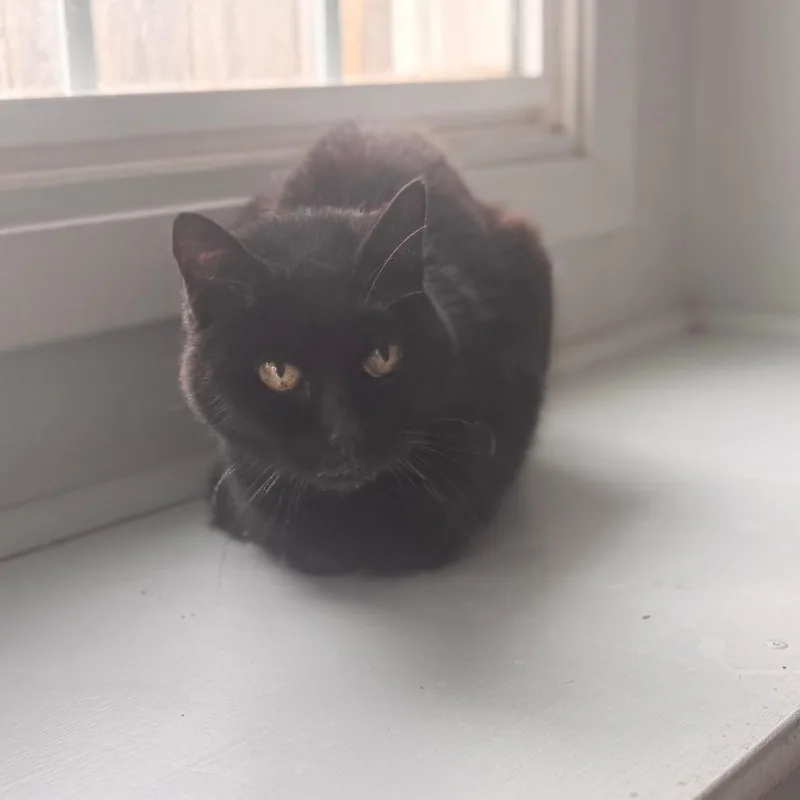 Leonardo Dicatrio thumbnail 2