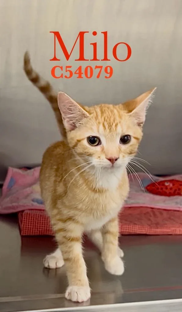 A baby medium-sized male Domestic Short Hair cat named Milo for adoption in Clarksville, TN
