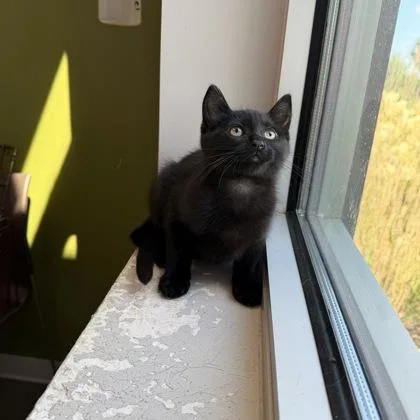 A baby small-sized male Domestic Short Hair cat named Batman for adoption in Janesville, WI