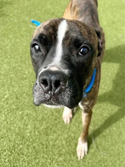 An adult large-sized female Black Mixed Breed dog named Layla Ali for adoption in Wichita, KS