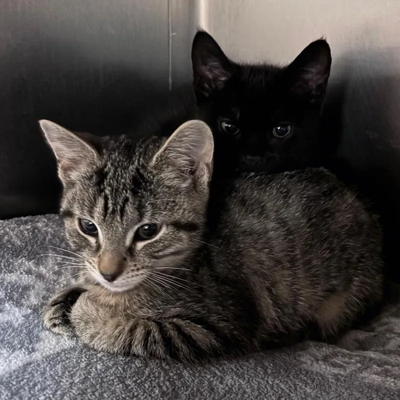 A baby small-sized female Brown / Chocolate Domestic Short Hair cat named Goose for adoption in Providence, RI