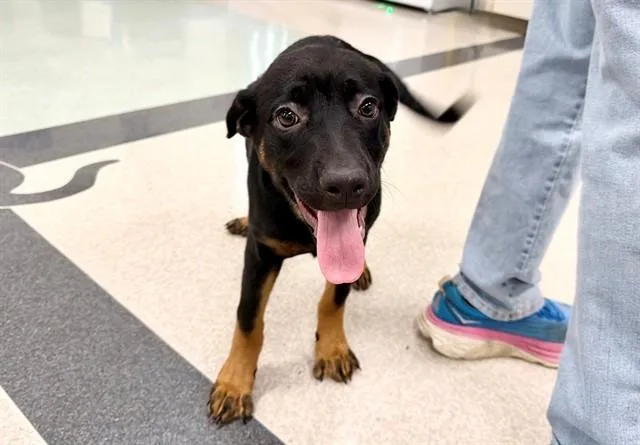 A baby small-sized female Rottweiler dog named Jinx for adoption in Santa Rosa, CA