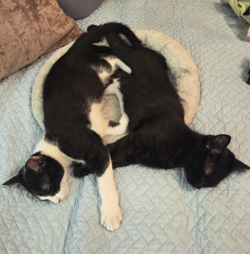 A baby medium-sized male Black Domestic Short Hair cat named Perfect And Playful  for adoption in Stamford, CT