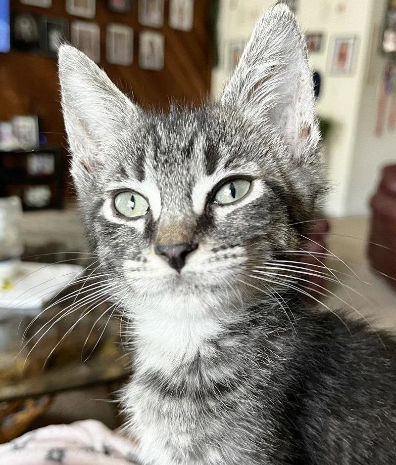 A baby medium-sized male Domestic Short Hair cat named Freddy Kruger for adoption in Ventura, CA