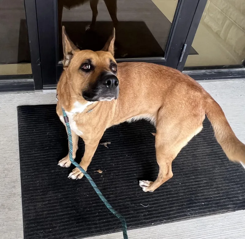 An adult medium-sized female Mixed Breed dog named Brandi for adoption in Ashland, OH