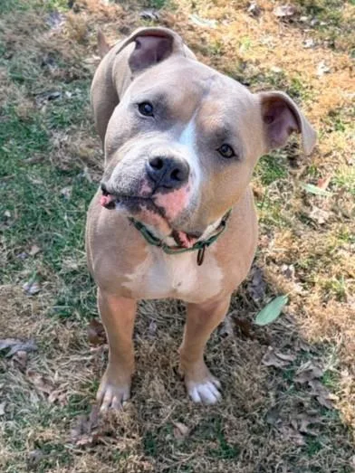 An adult medium-sized male Pit Bull Terrier dog named Harry for adoption in Derwood, MD