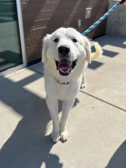 An adult extra large-sized female Great Pyrenees dog named Aurora for adoption in Fishers, IN