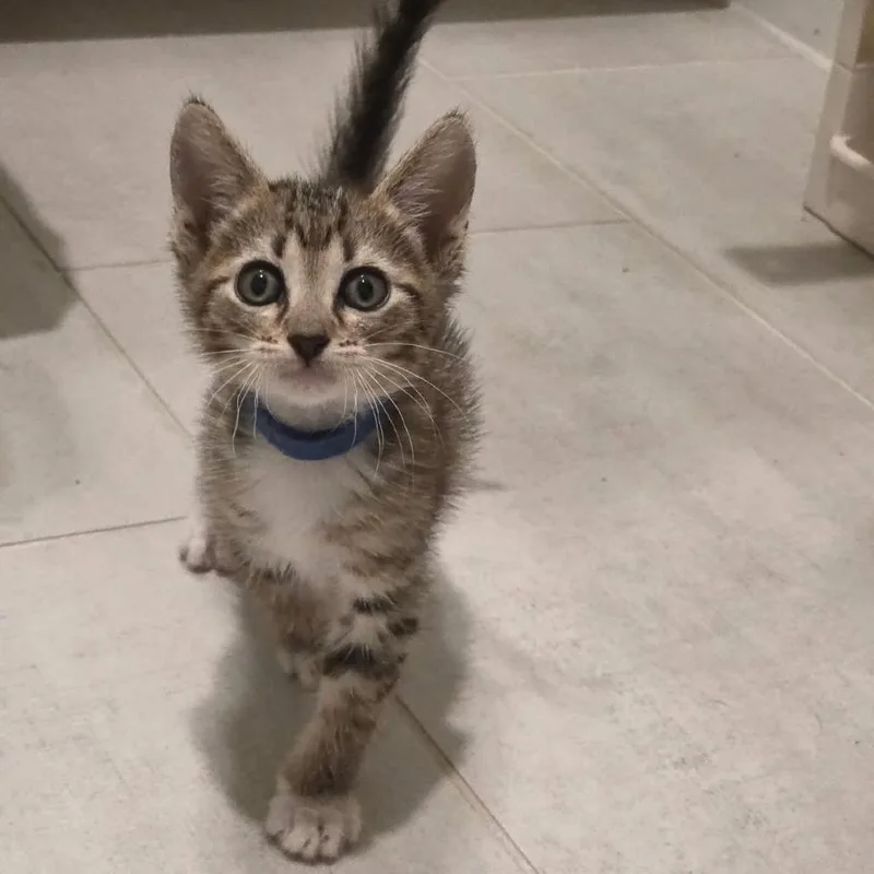 A baby small-sized male Brown / Chocolate Domestic Short Hair cat named Gnocchi for adoption in Houston, TX