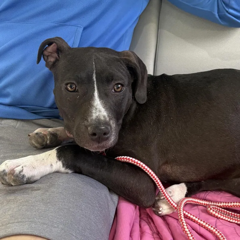 A young medium-sized female Brown / Chocolate Mixed Breed dog named Brownie for adoption in Bismarck, ND
