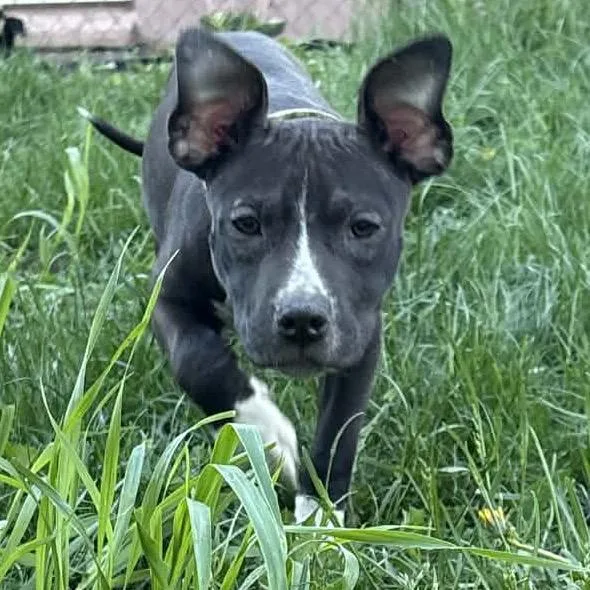 Brownie thumbnail 3