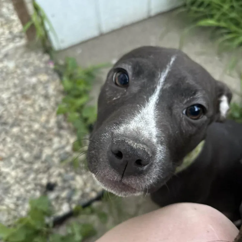 Brownie thumbnail 5
