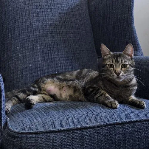 Clematis thumbnail 2