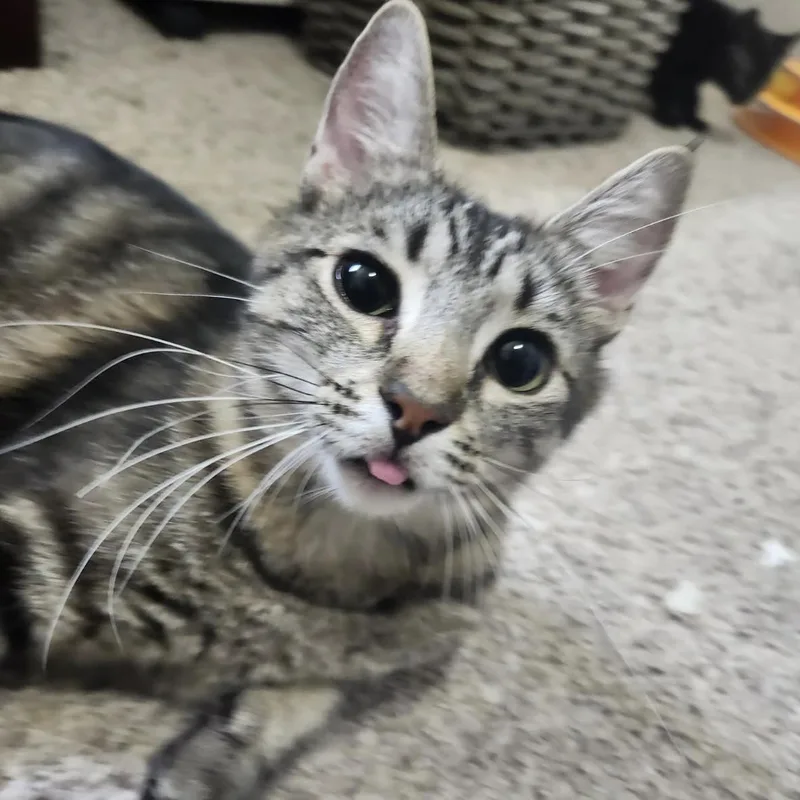 Clematis thumbnail 3