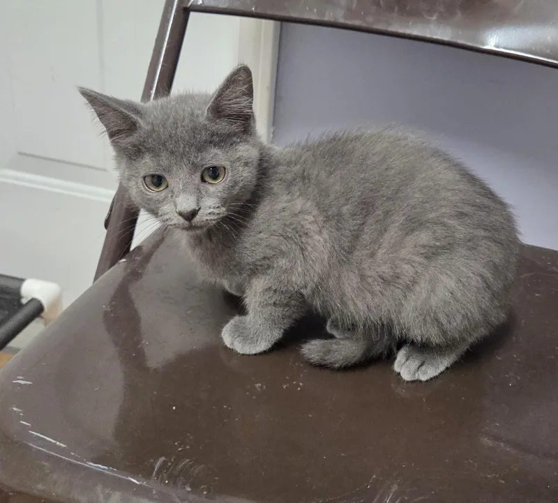 A baby medium-sized female Gray / Blue / Silver Domestic Short Hair cat named Violet for adoption in Carsonville, MI