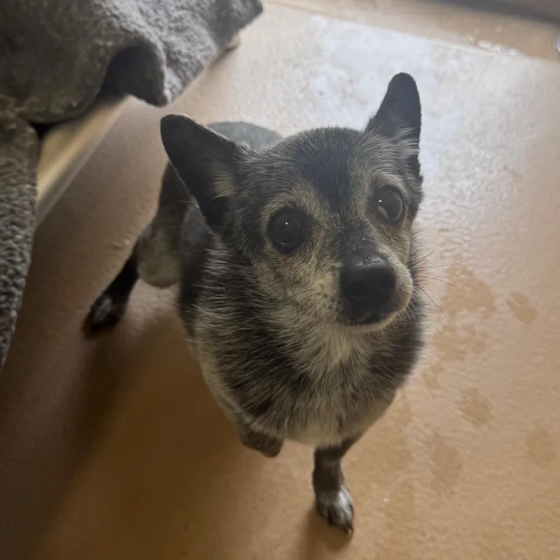 A senior small-sized female Gray / Blue / Silver Terrier dog named Mystery for adoption in Reno, NV