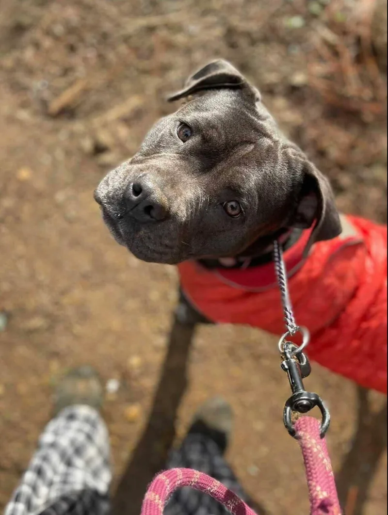 An adult medium-sized female Bicolor Pit Bull Terrier dog named Boujee for adoption in Cool, CA