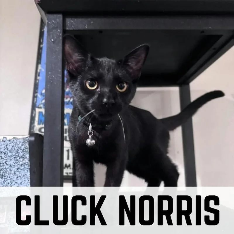 A baby small-sized male Black Domestic Short Hair cat named Cluck Norris for adoption in Milton, DE