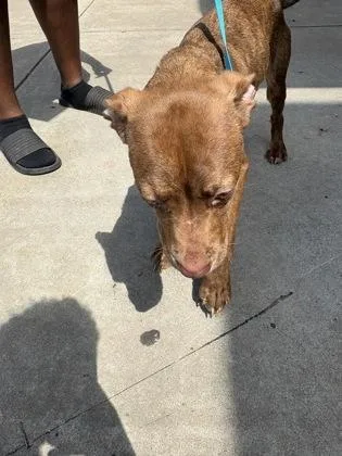 A young medium-sized female Mixed Breed dog named Tracy for adoption in Chamblee, GA