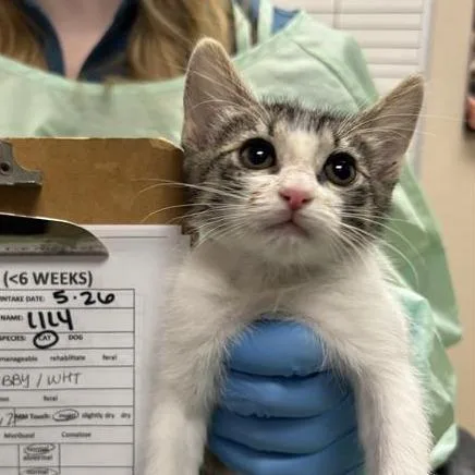 A baby small-sized female Brown / Chocolate Domestic Short Hair cat named Lily for adoption in Tempe, AZ
