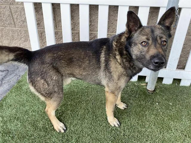 A young large-sized male Belgian Shepherd / Malinois dog named Sarge for adoption in Modesto, CA