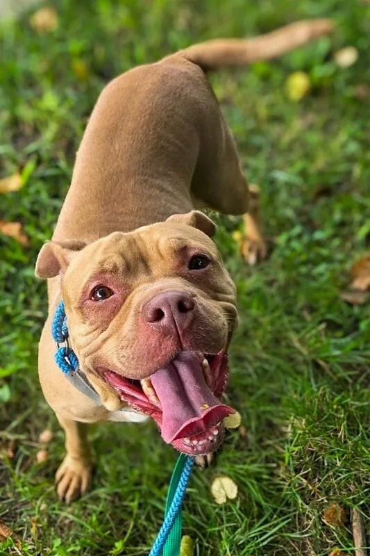 An adult large-sized female Yellow / Tan / Blond / Fawn Mixed Breed dog named Mogwai for adoption in Cincinnati, OH