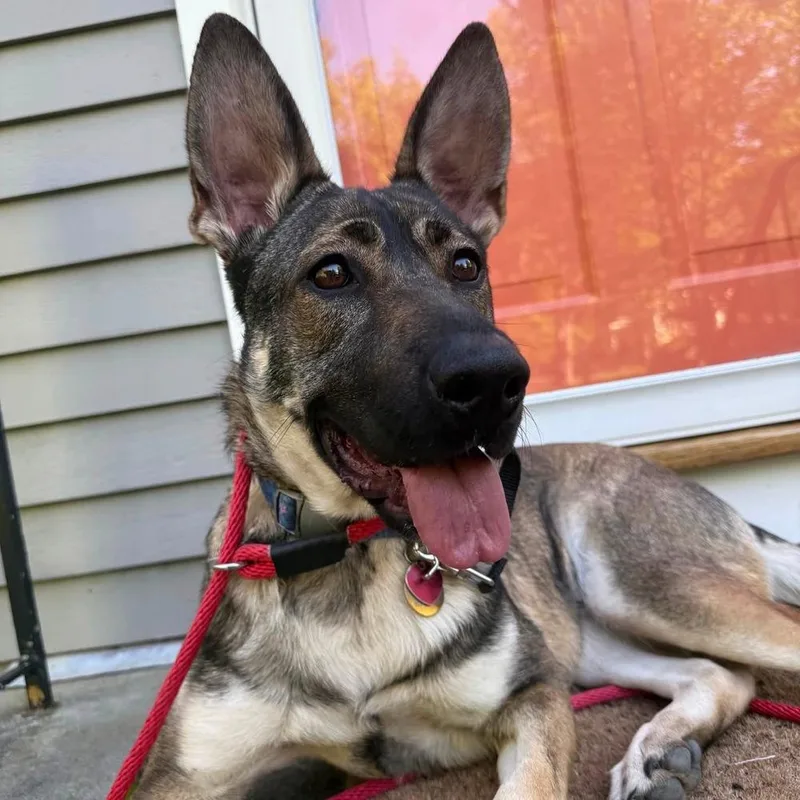 An adult large-sized female Shepherd dog named Penny FKA Sadie for adoption in Groveland, MA