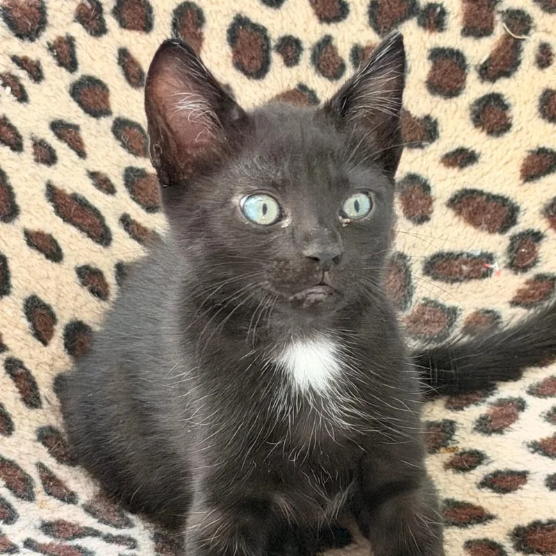 A baby small-sized male Black Domestic Short Hair cat named Mbappe for adoption in Jupiter, FL