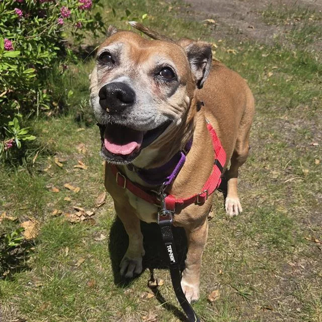 An adult medium-sized female Beagle dog named Lilly for adoption in Centerville, MA