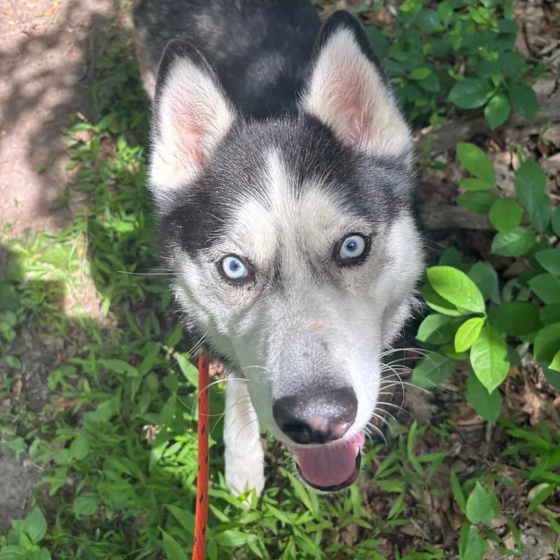 An adult medium-sized male Black Siberian Husky dog named Taz for adoption in Birdsboro, PA