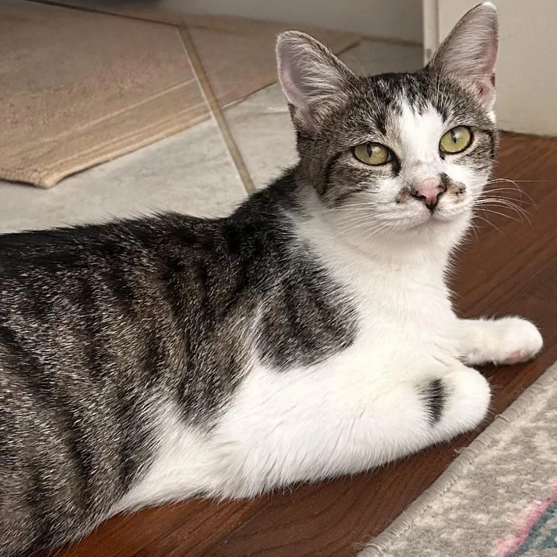 An adult small-sized female Brown / Chocolate Domestic Short Hair cat named Astrid for adoption in Georgetown, KY