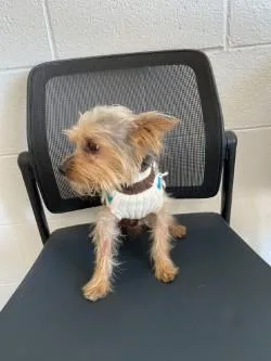 An adult small-sized male Yorkshire Terrier dog named Luke for adoption in Red Bluff, CA