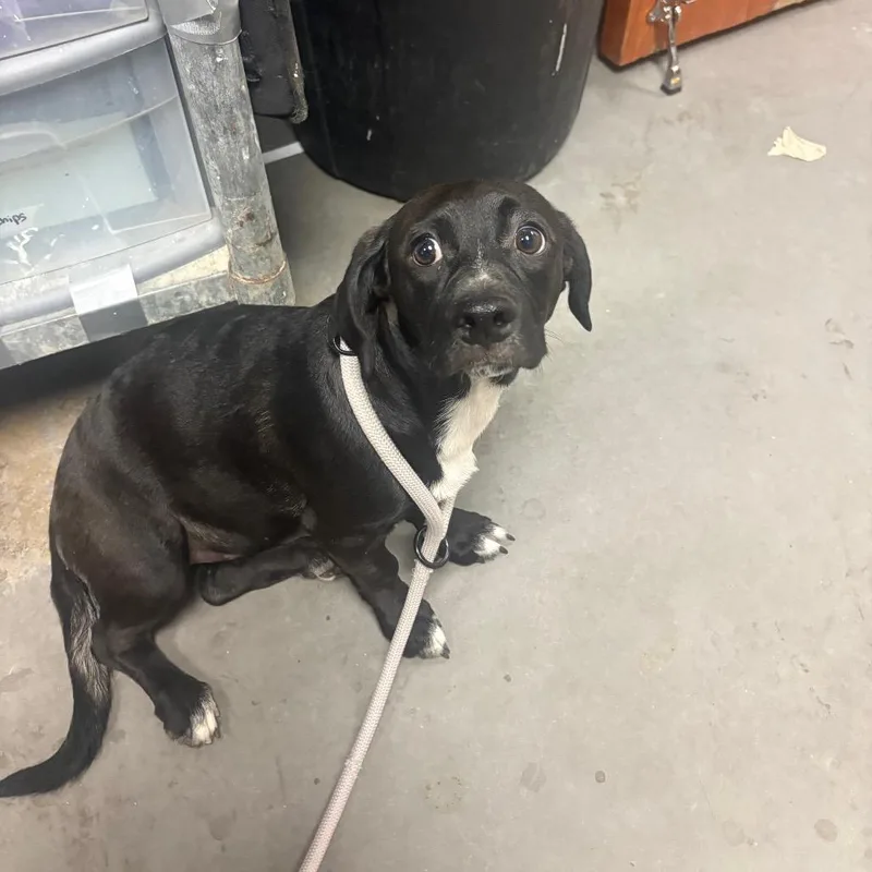 A young small-sized female Black Mixed Breed dog named DaiseyMae for adoption in Yuma, AZ