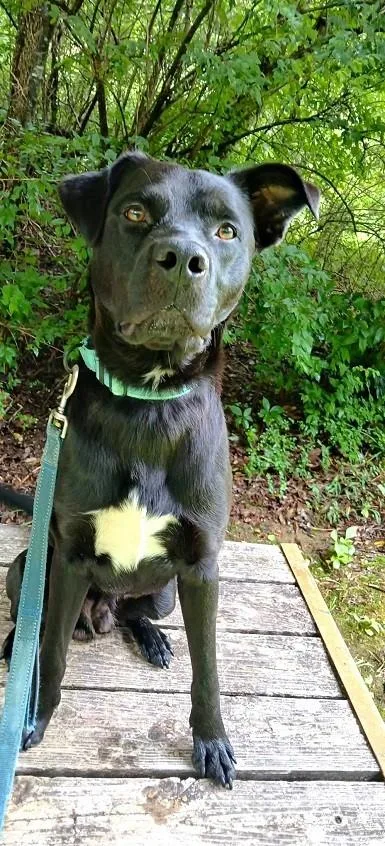 An adult medium-sized male Black Labrador Retriever dog named Mookie for adoption in Pegram, TN