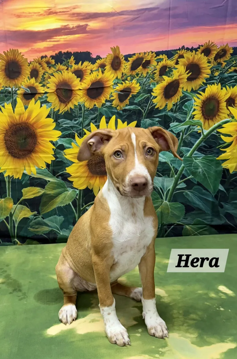 Hera