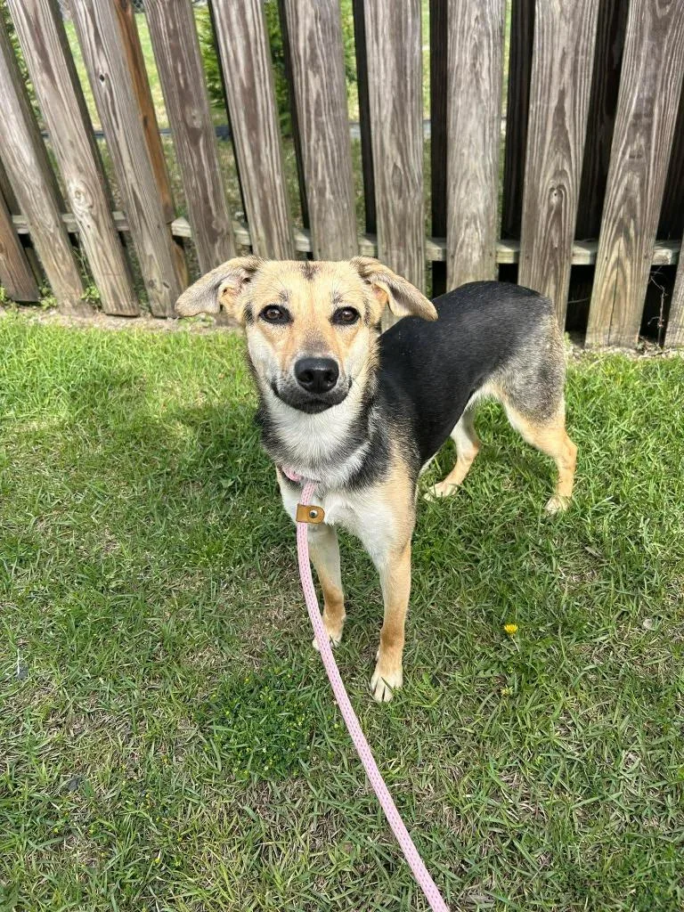 A young medium-sized female Shepherd dog named Callie for adoption in New Bern, NC