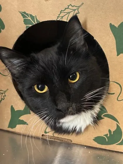 An adult small-sized male Domestic Short Hair cat named Mycat for adoption in West Chester, PA