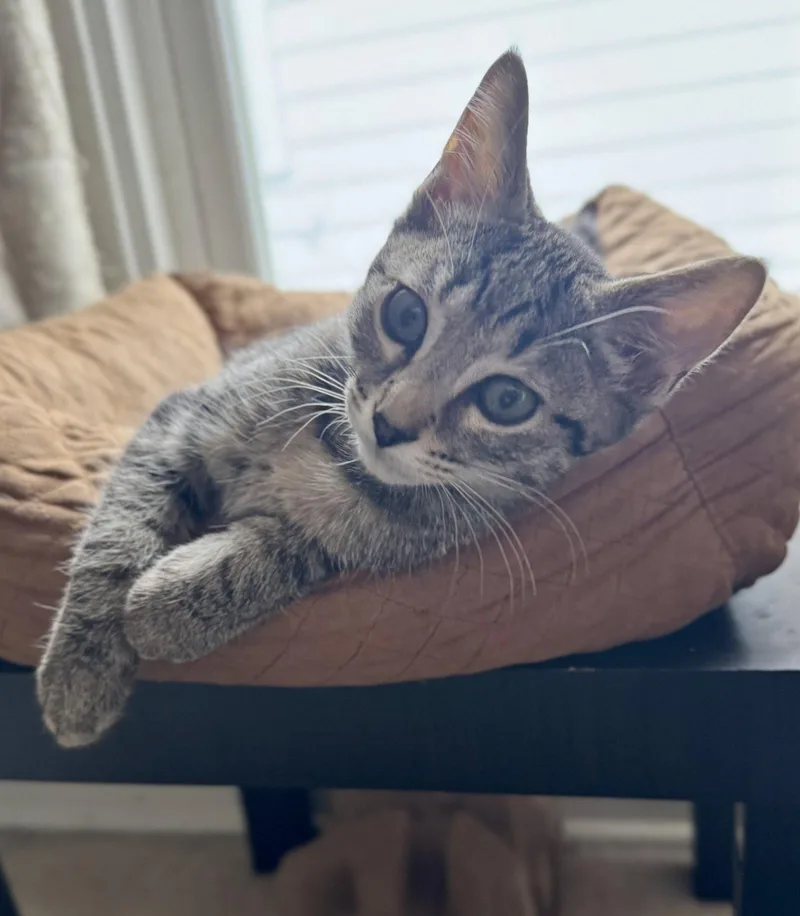 Velcro