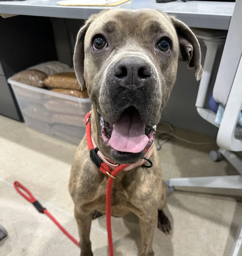 An adult large-sized female Brindle Cane Corso dog named Twinkles for adoption in Manassas, VA