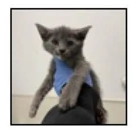 A baby small-sized female Tortoiseshell Domestic Short Hair cat named Lilly for adoption in Escondido, CA