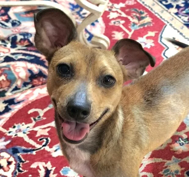 A baby small-sized male Terrier dog named Elmer for adoption in Cumming, GA